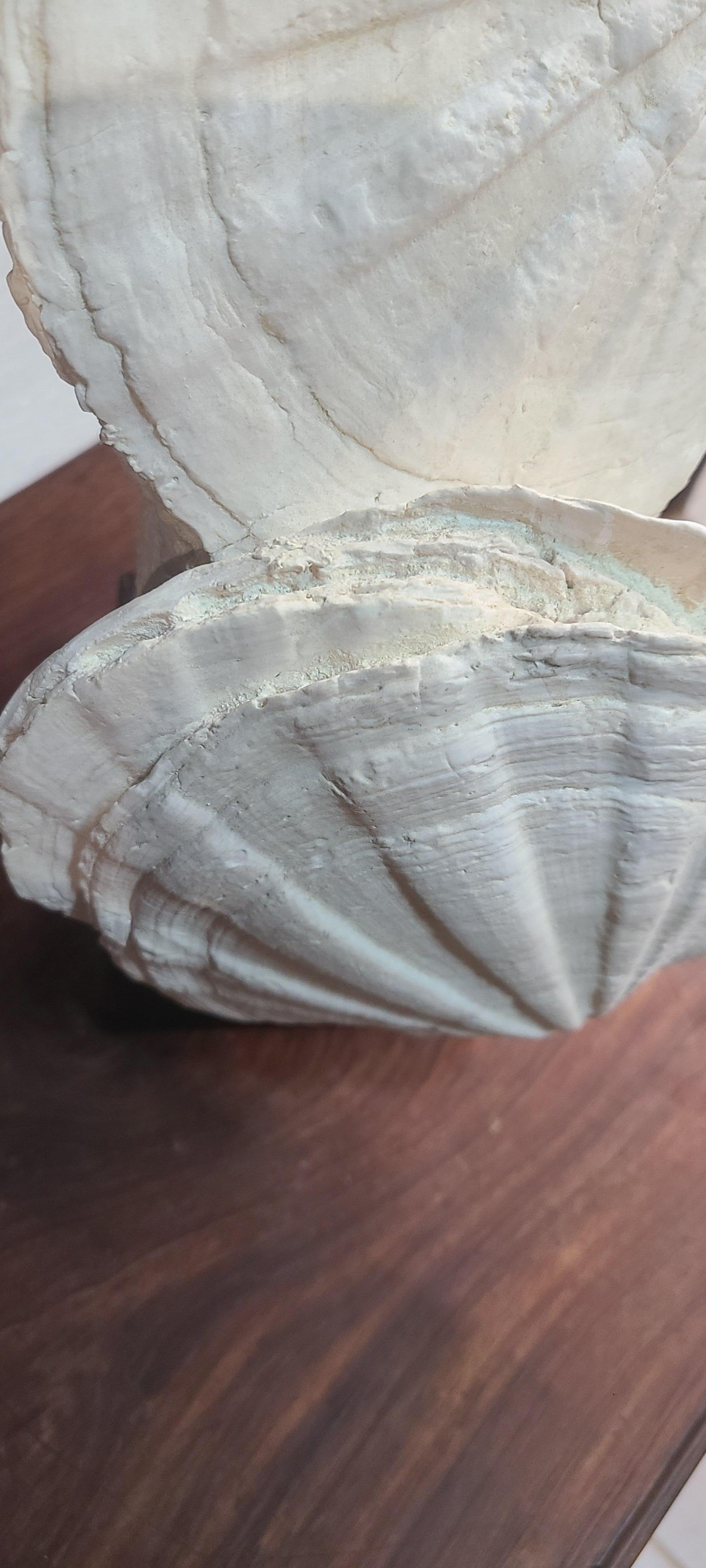 Aesthetic combination of scallops shell fossils, called gigantopecten restitutensis, and an oyster, this is a nice collection and decoration piece on its black wooden stand. It can be put on a desk, or a shelf, for exemple. This is a good sample of