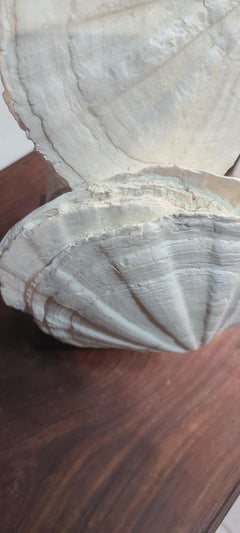 Fossils scallops and oyster (gigantic pecten restitutensis) on wooden stand