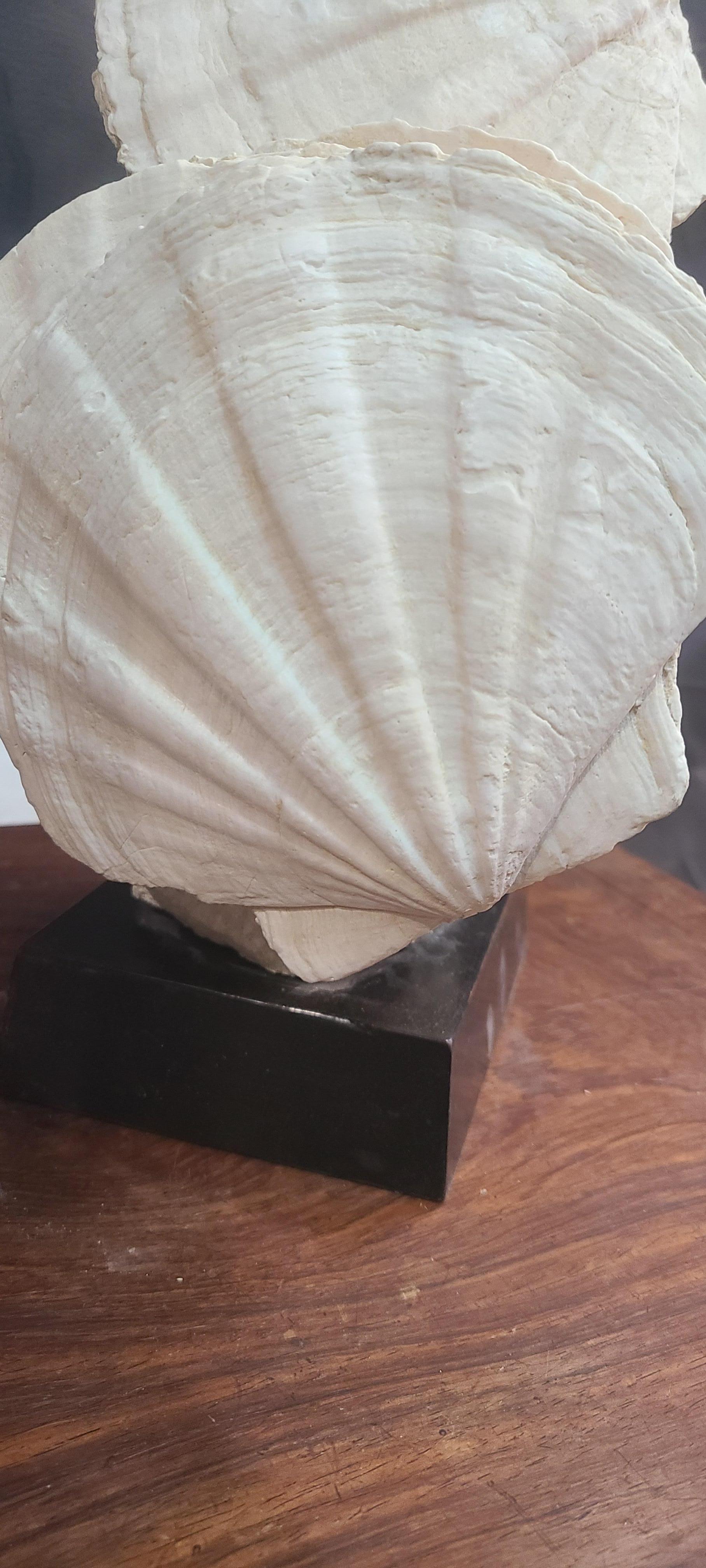 French Fossils scallops and oyster (gigantic pecten restitutensis) on wooden stand For Sale
