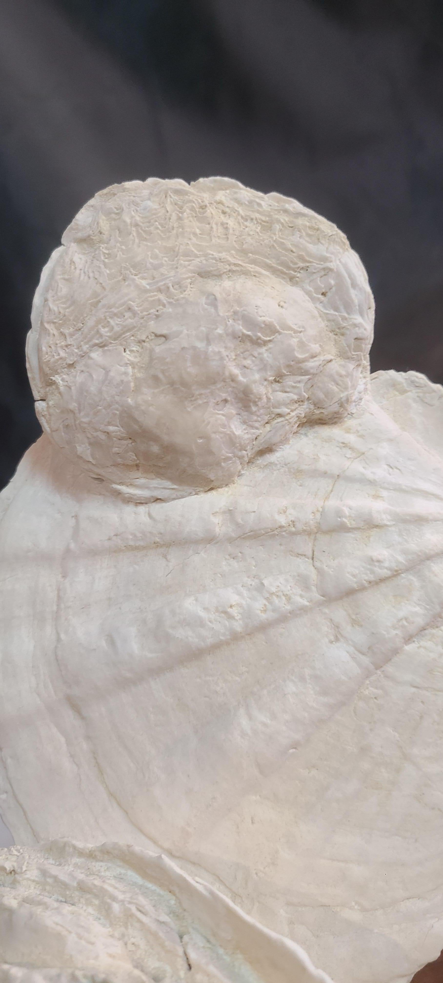 Fossils scallops and oyster (gigantic pecten restitutensis) on wooden stand In New Condition For Sale In MARSEILLE, FR