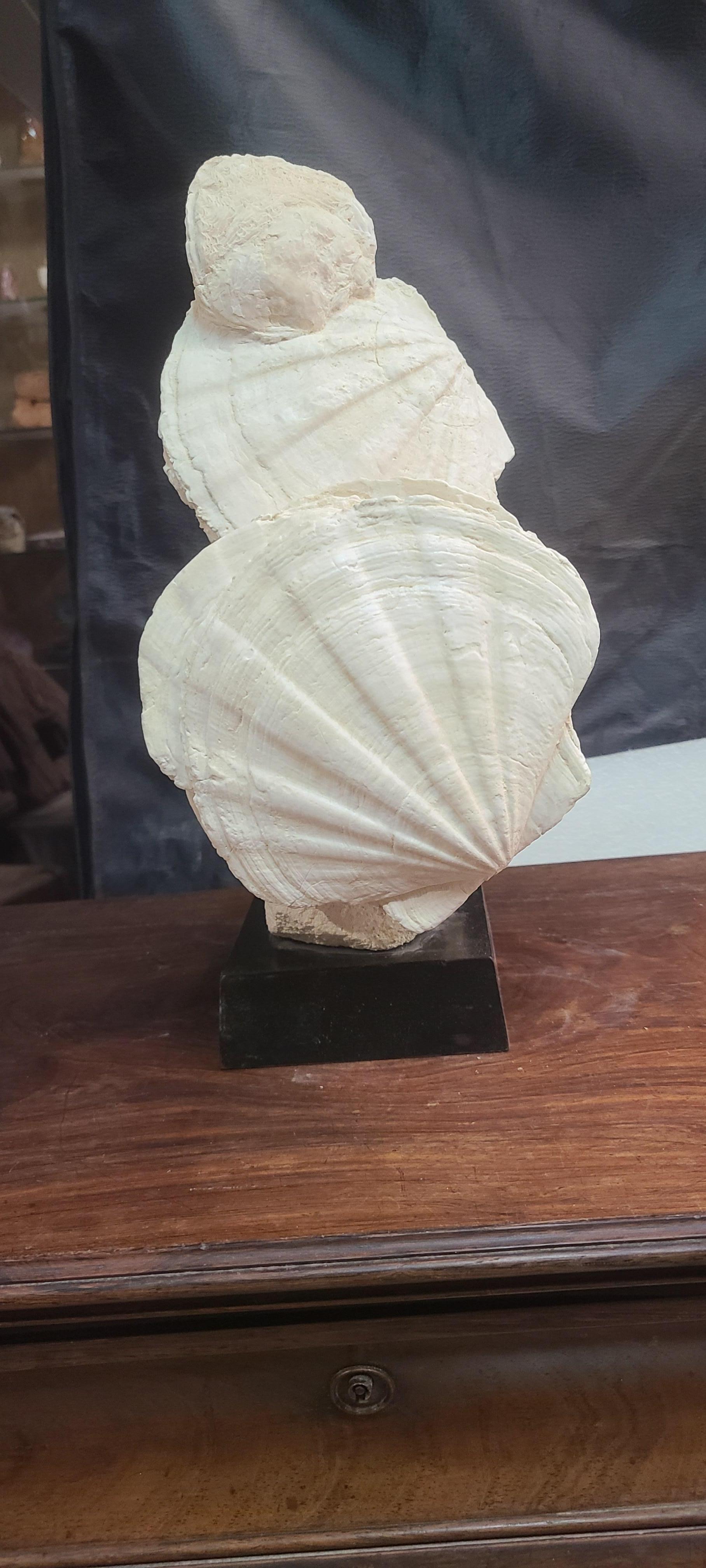 Contemporary Fossils scallops and oyster (gigantic pecten restitutensis) on wooden stand For Sale