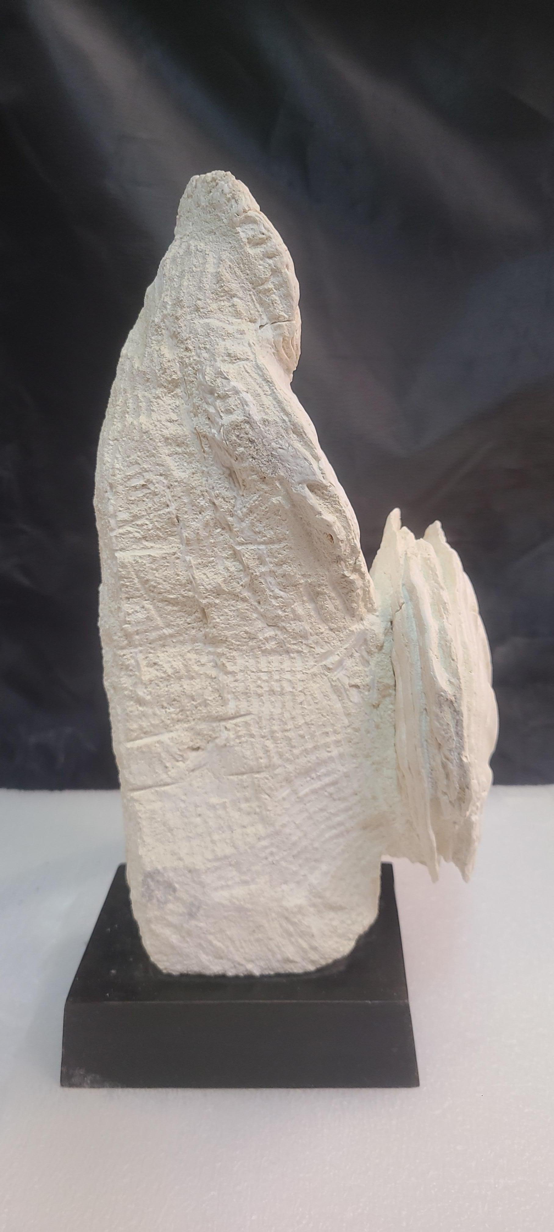 Limestone Fossils scallops and oyster (gigantic pecten restitutensis) on wooden stand For Sale