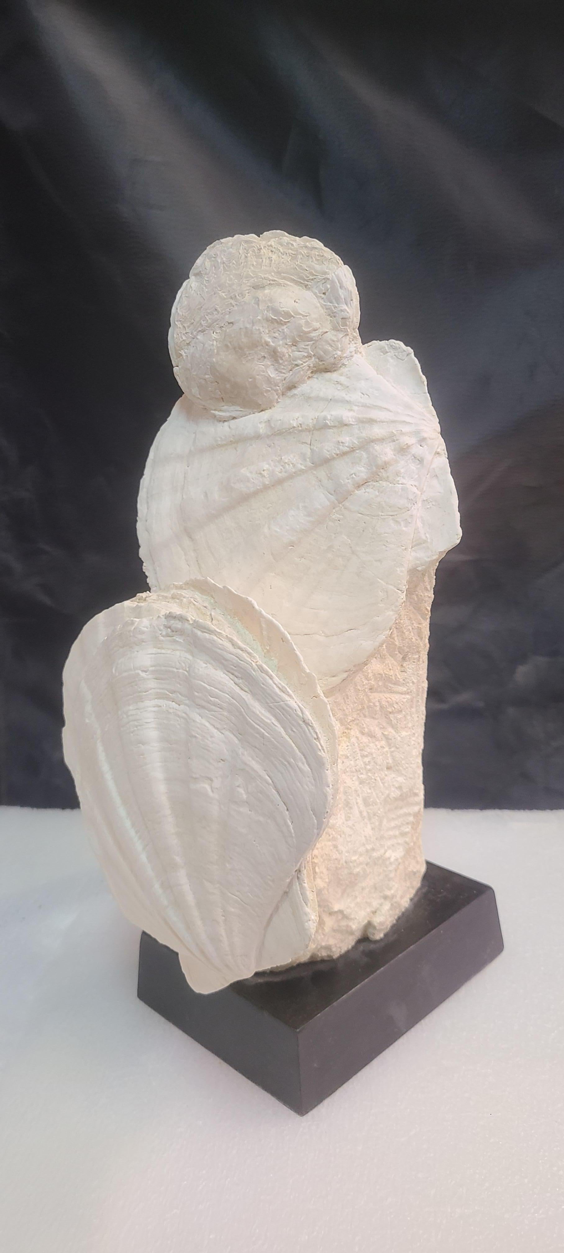 Fossils scallops and oyster (gigantic pecten restitutensis) on wooden stand For Sale 2