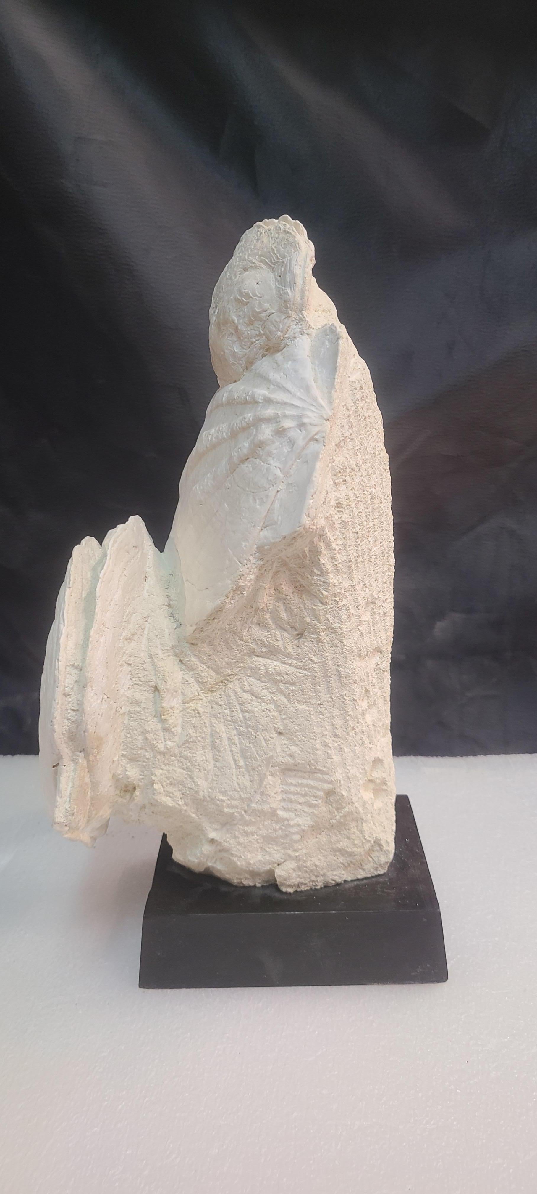 Fossils scallops and oyster (gigantic pecten restitutensis) on wooden stand For Sale 3