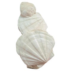 Fossils scallops and oyster (gigantic pecten restitutensis) on wooden stand