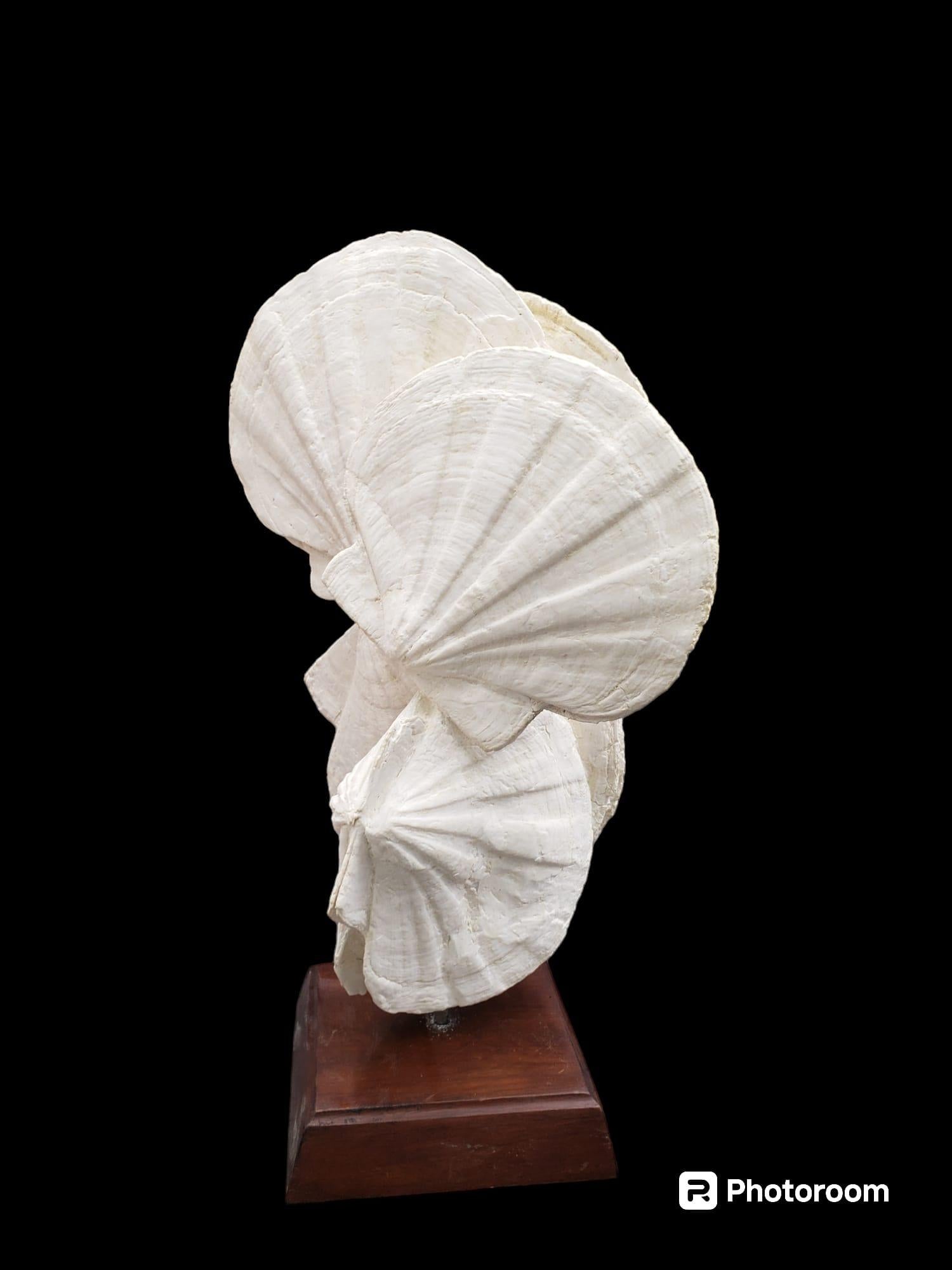 Contemporary Fossils scallops (giganto pecten restitutensis) on custom wooden stand