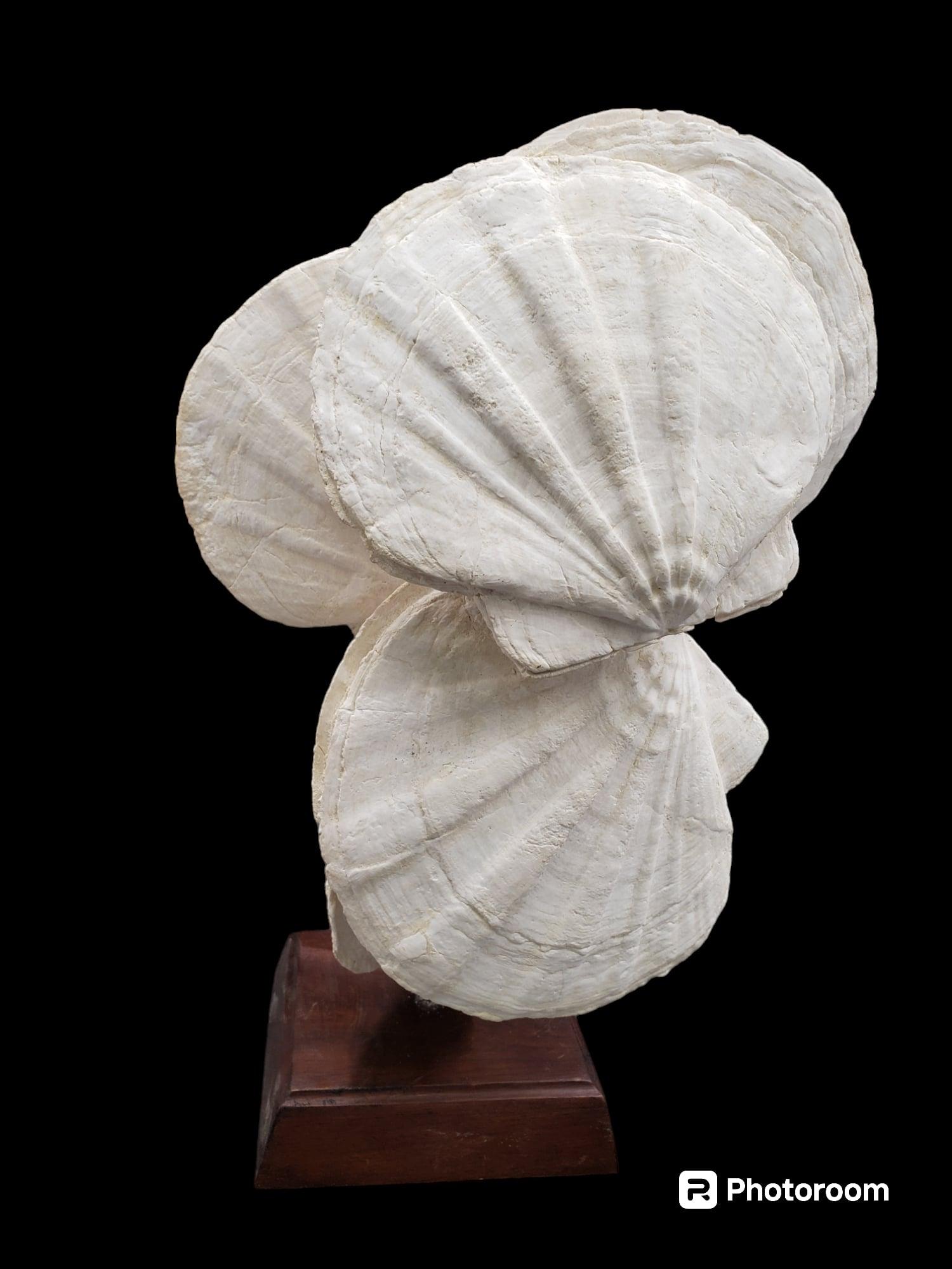 Other Fossils scallops (giganto pecten restitutensis) on custom wooden stand