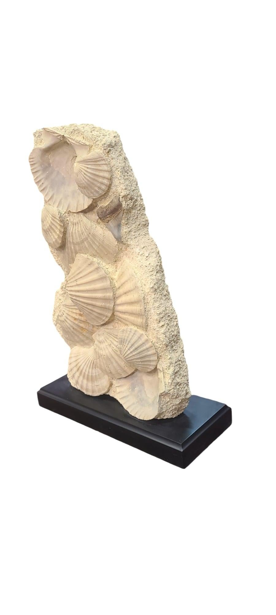 These authentics pecten / scallops shells and megalodon tooth (an extinct prehistoric shark, that could measure up to 20 meters long !) will do a nice luxurious decoration piece for your interior. The stand is handmade especially for it, and is made