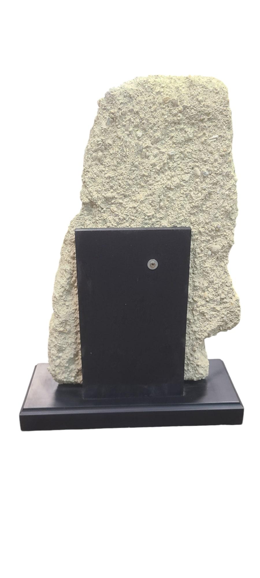 French Fossils scallops (giganto pecten) with megalodon tooth on lacquered wooden stand