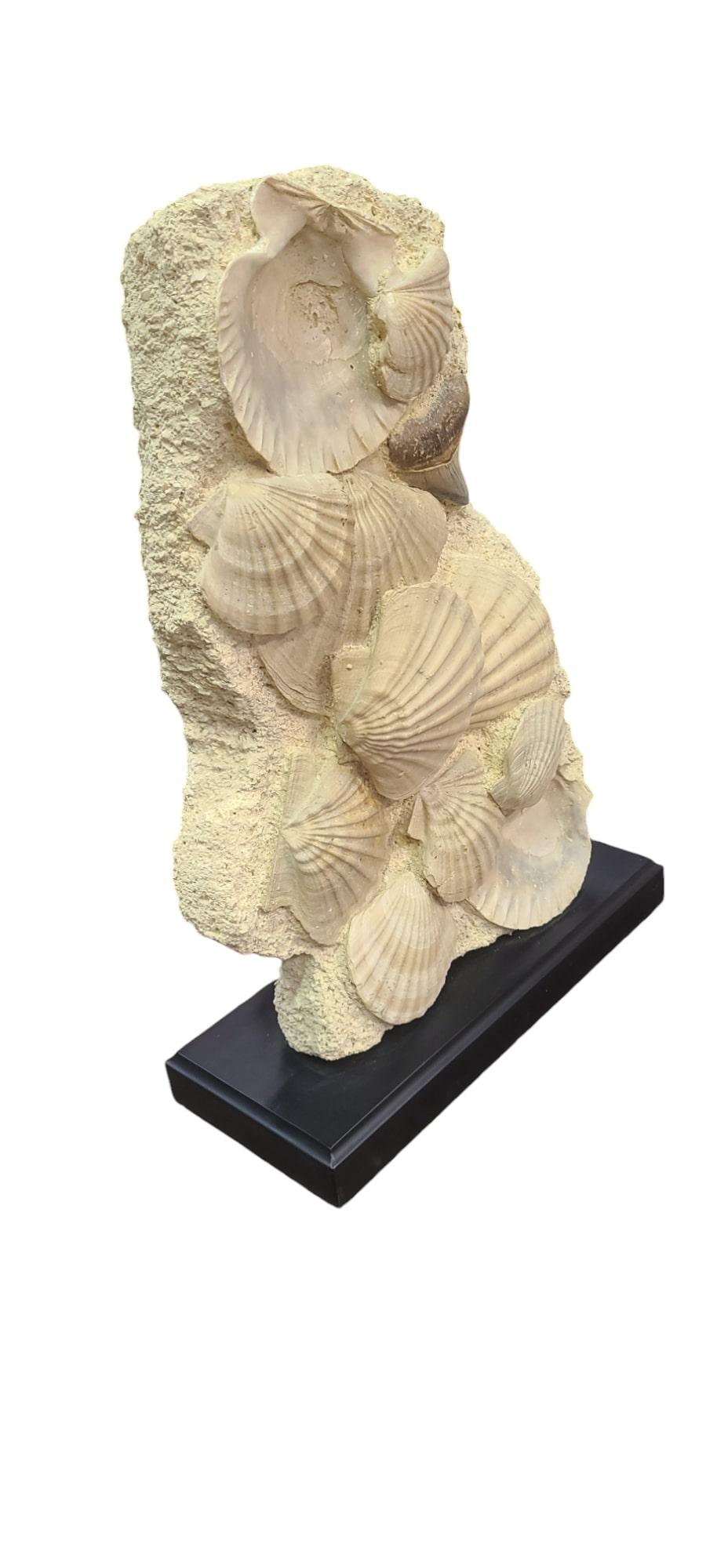 Fossils scallops (giganto pecten) with megalodon tooth on lacquered wooden stand In New Condition In MARSEILLE, FR