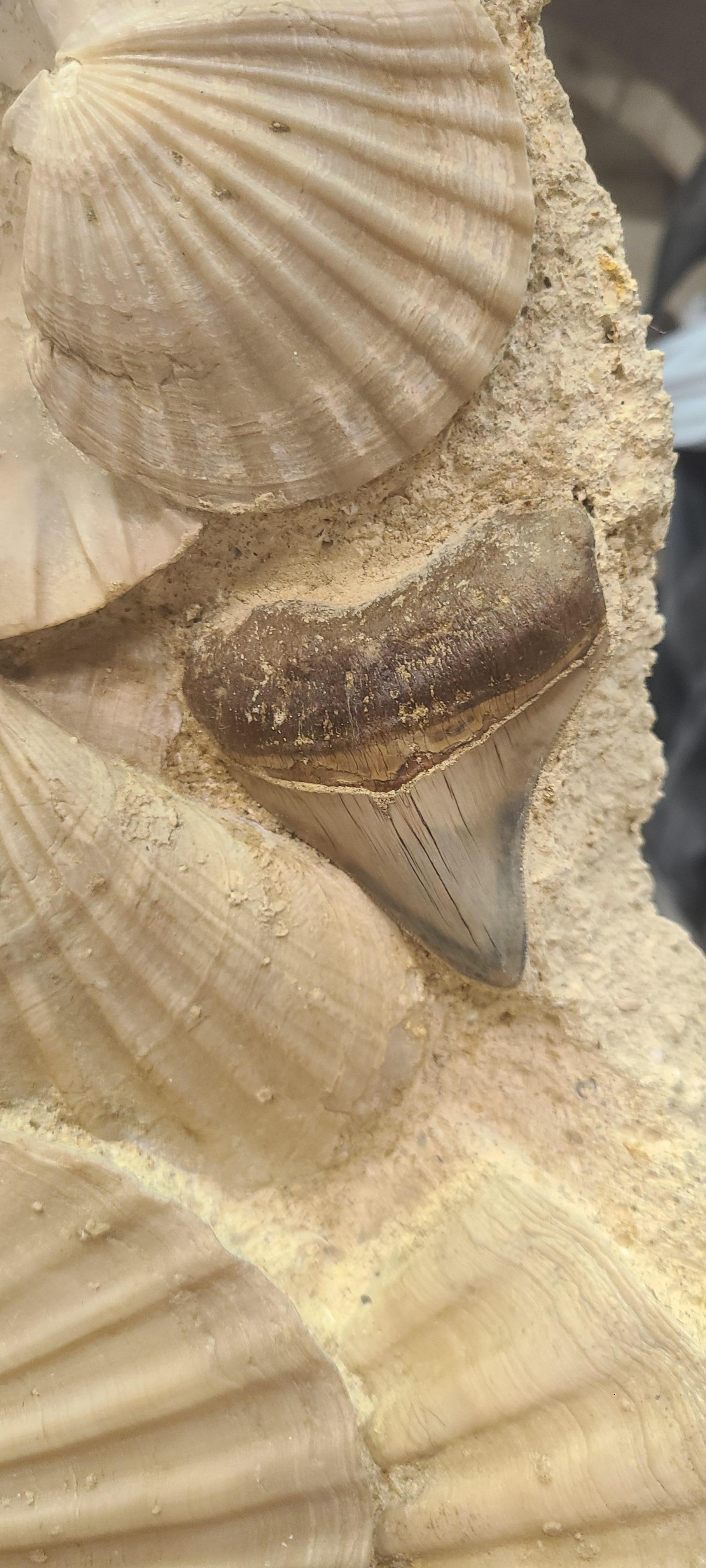 Contemporary Fossils scallops (giganto pecten) with megalodon tooth on lacquered wooden stand