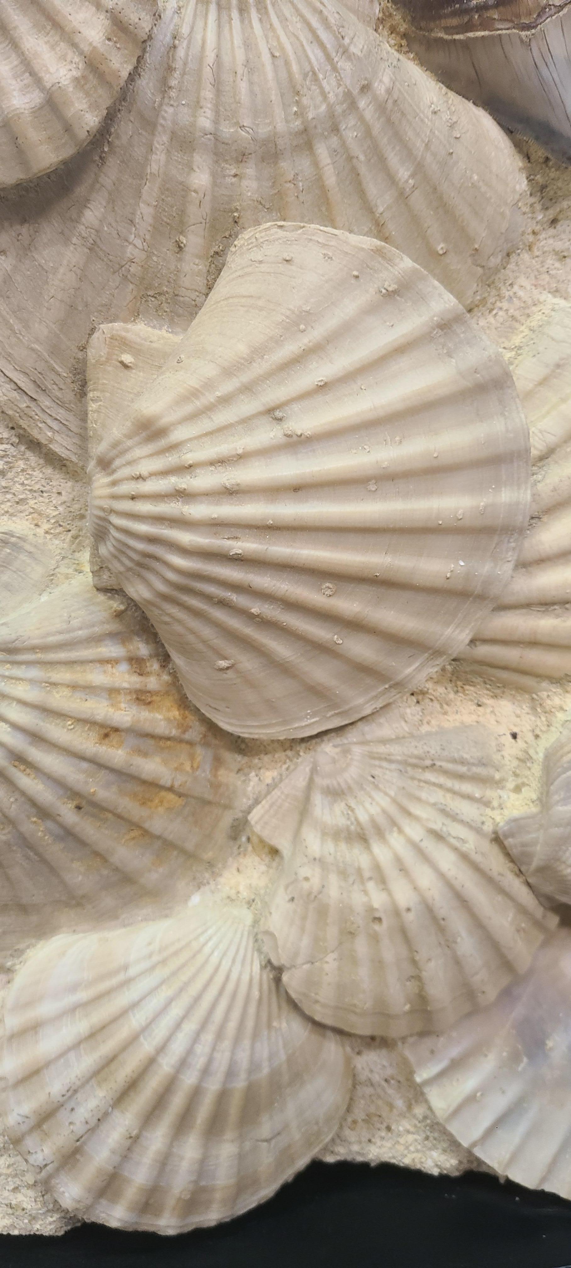 Stone Fossils scallops (giganto pecten) with megalodon tooth on lacquered wooden stand
