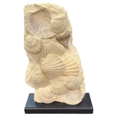 Capesante fossili (giganto pecten) con dente di megalodonte su supporto in legno laccato