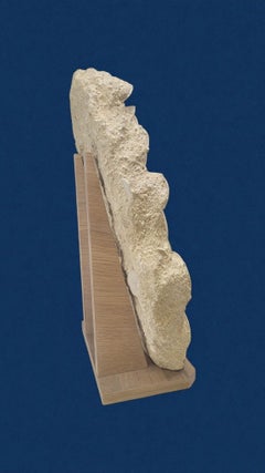 Fossils sea urchins : Scutellas. -20 millions years. From France, Touraine