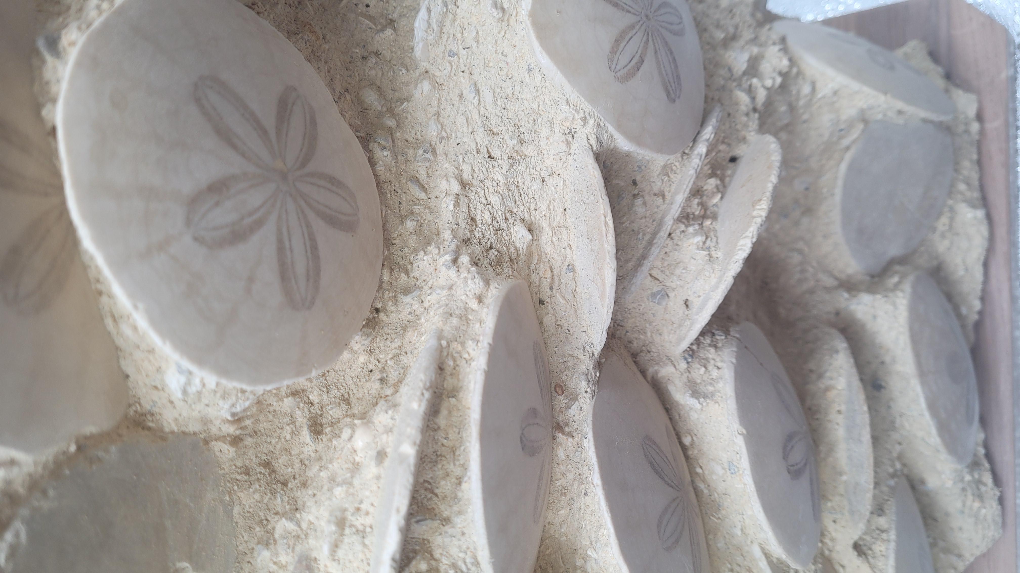 Français Fossiles d'oursins : Scutellas. -20 millions d'années. De France, Touraine en vente