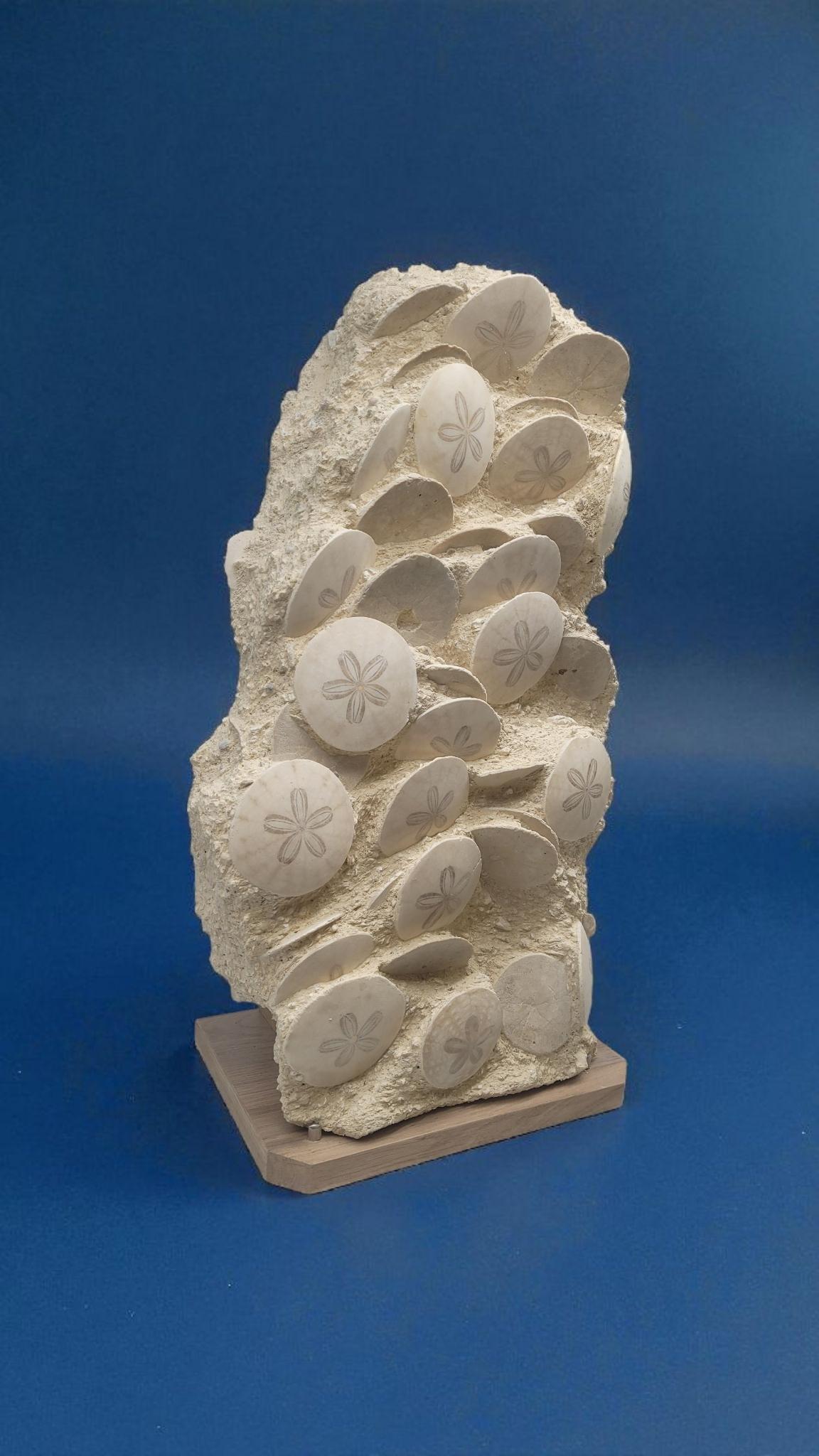 Fossiles d'oursins : Scutellas. -20 millions d'années. De France, Touraine Neuf - En vente à MARSEILLE, FR