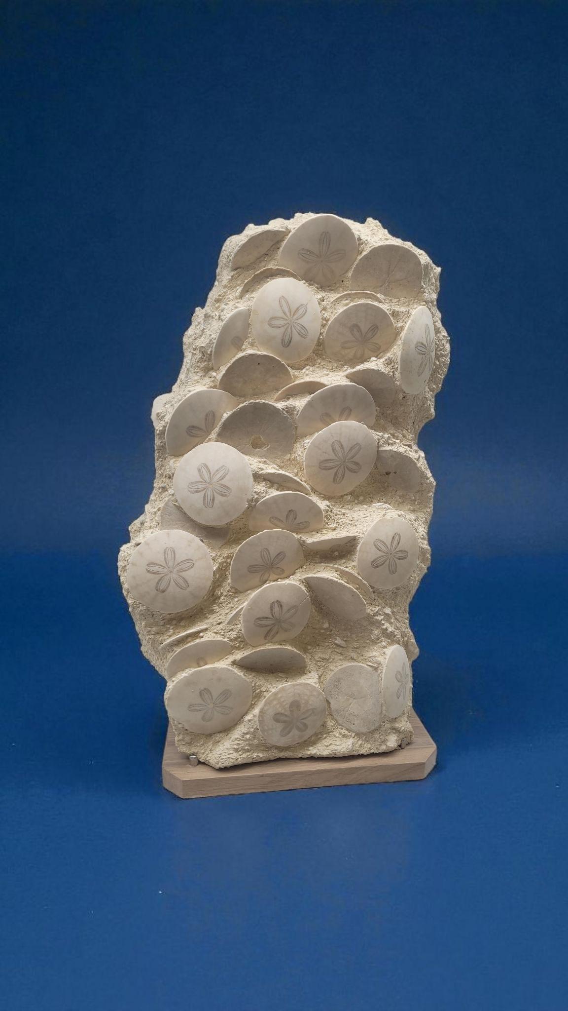 XXIe siècle et contemporain Fossiles d'oursins : Scutellas. -20 millions d'années. De France, Touraine en vente