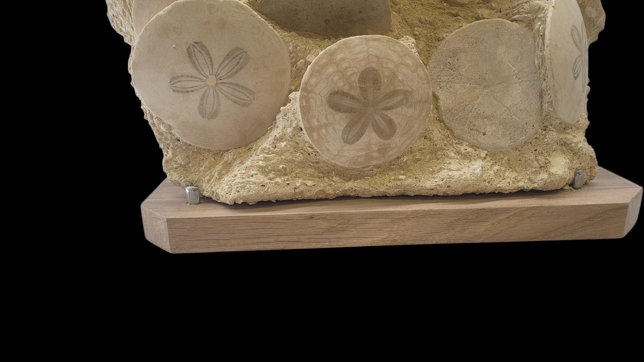 Pierre Fossiles d'oursins : Scutellas. -20 millions d'années. De France, Touraine en vente