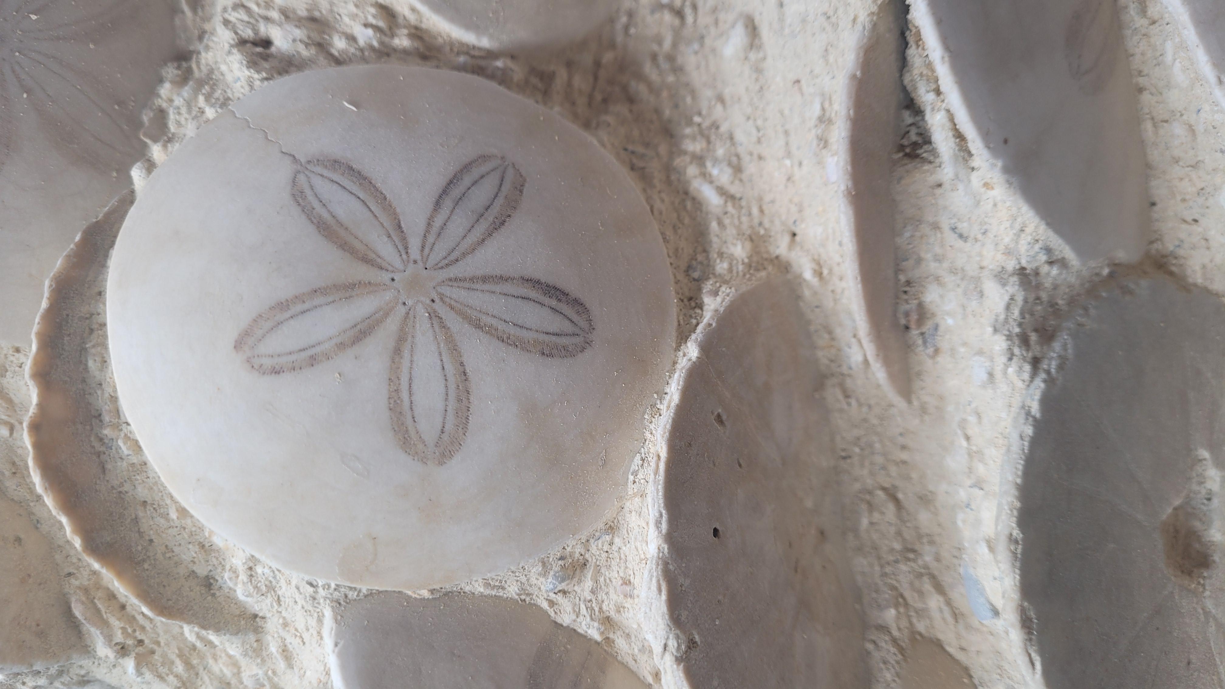 Fossiles d'oursins : Scutellas. -20 millions d'années. De France, Touraine en vente 1