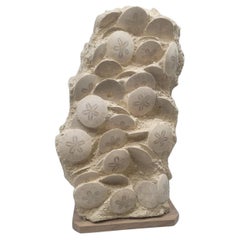 Fossili di ricci di mare : Scutella. -20 milioni di anni. Dalla Francia, Touraine