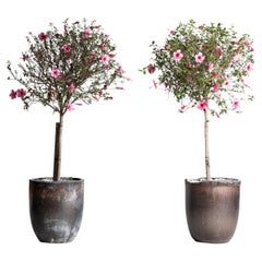 Antique Foundry Crucible Planters, France, circa 1930