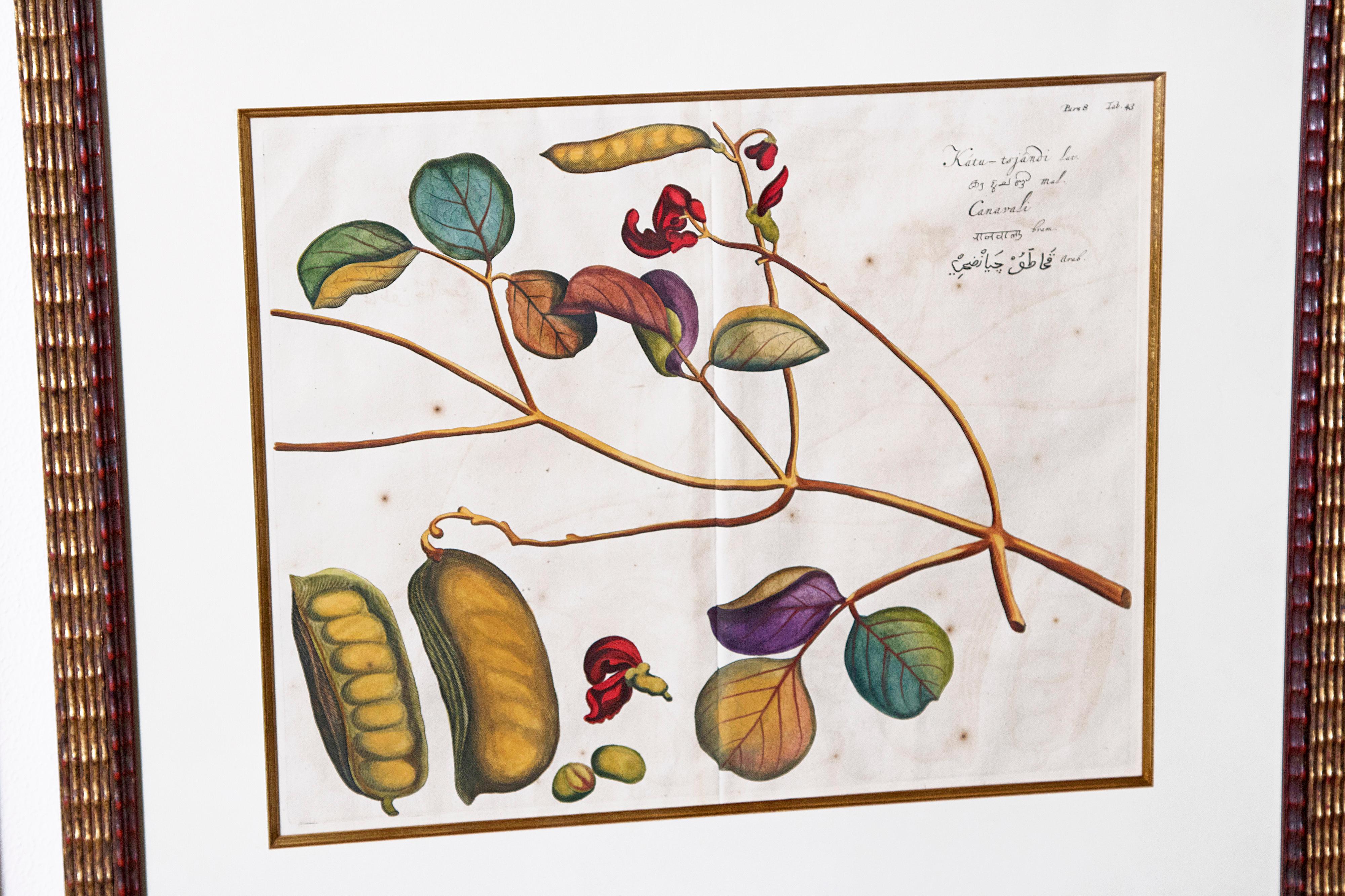 Four 17th Century Dutch Botanical Engravings, Rheede's 