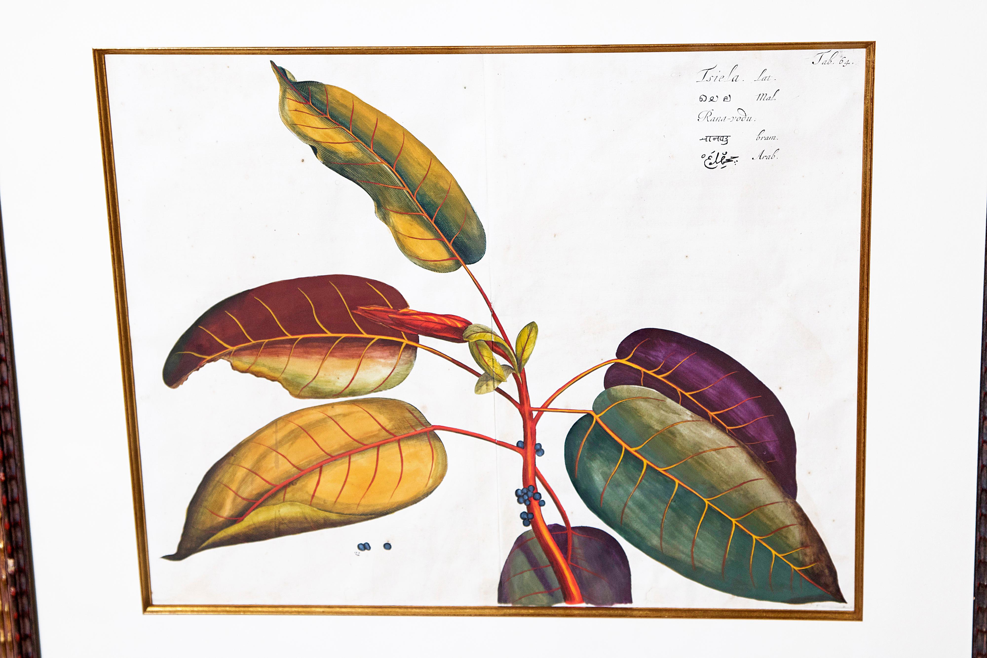 Four 17th Century Dutch Botanical Engravings, Rheede's 