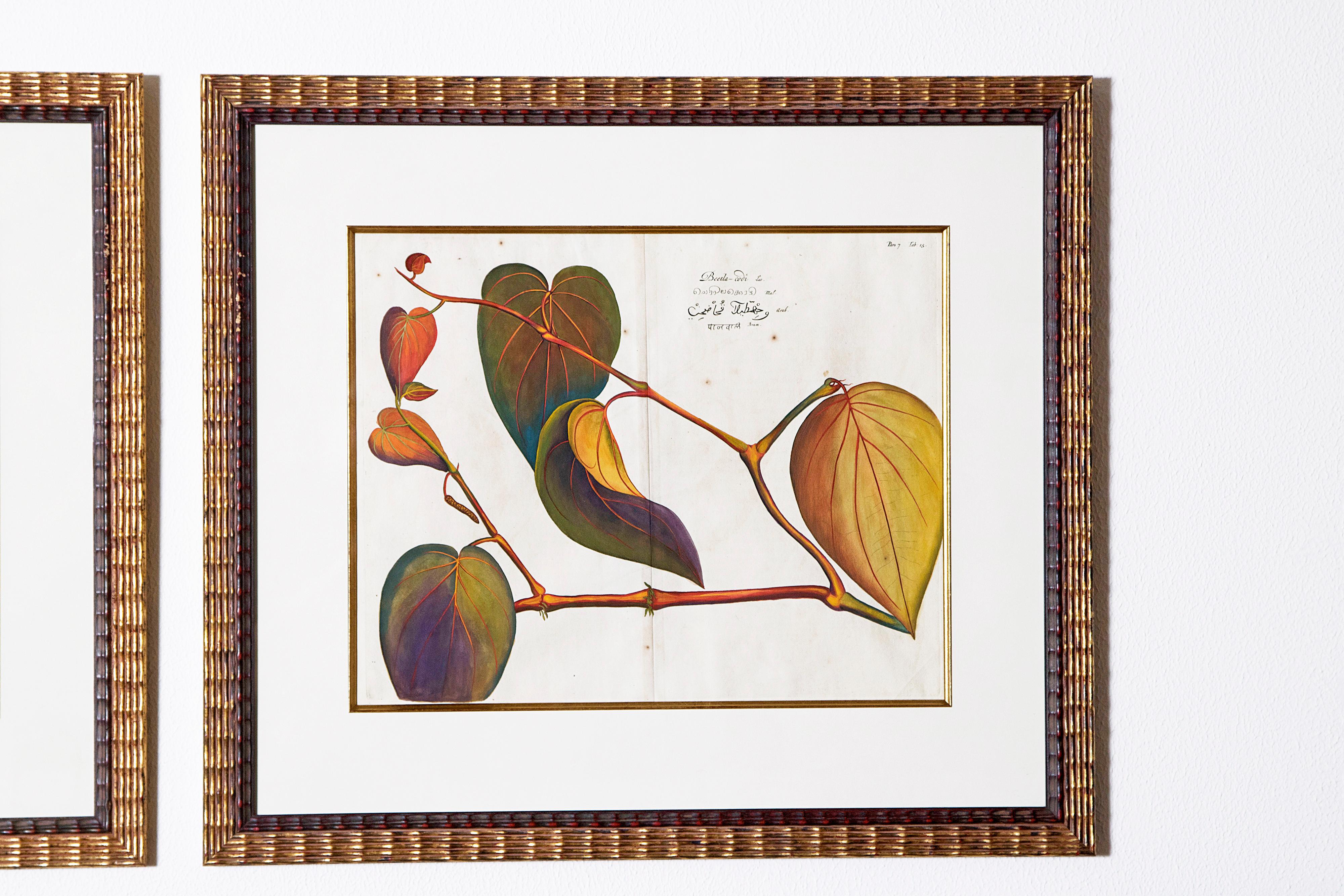 A set of four hand colored botanical illustrations from 