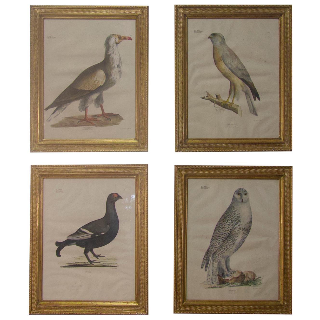 Four 19th Century Gilt Framed Bird Lithographs 'The Naturalist Atlas' H. v. Hirt For Sale