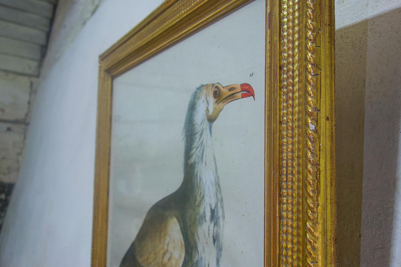 Four 19th Century Gilt Framed Bird Lithographs 'The Naturalist Atlas' H. v. Hirt For Sale 4