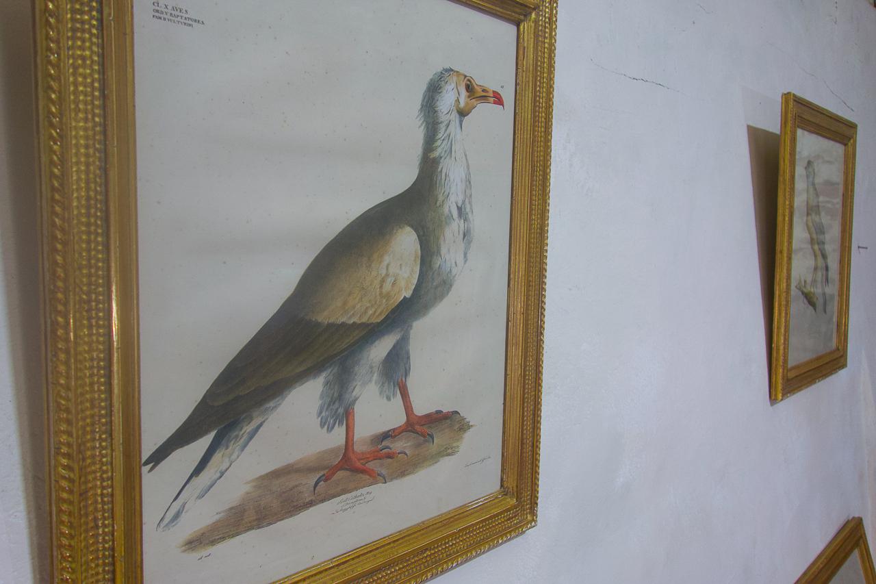Four 19th Century Gilt Framed Bird Lithographs 'The Naturalist Atlas' H. v. Hirt For Sale 5