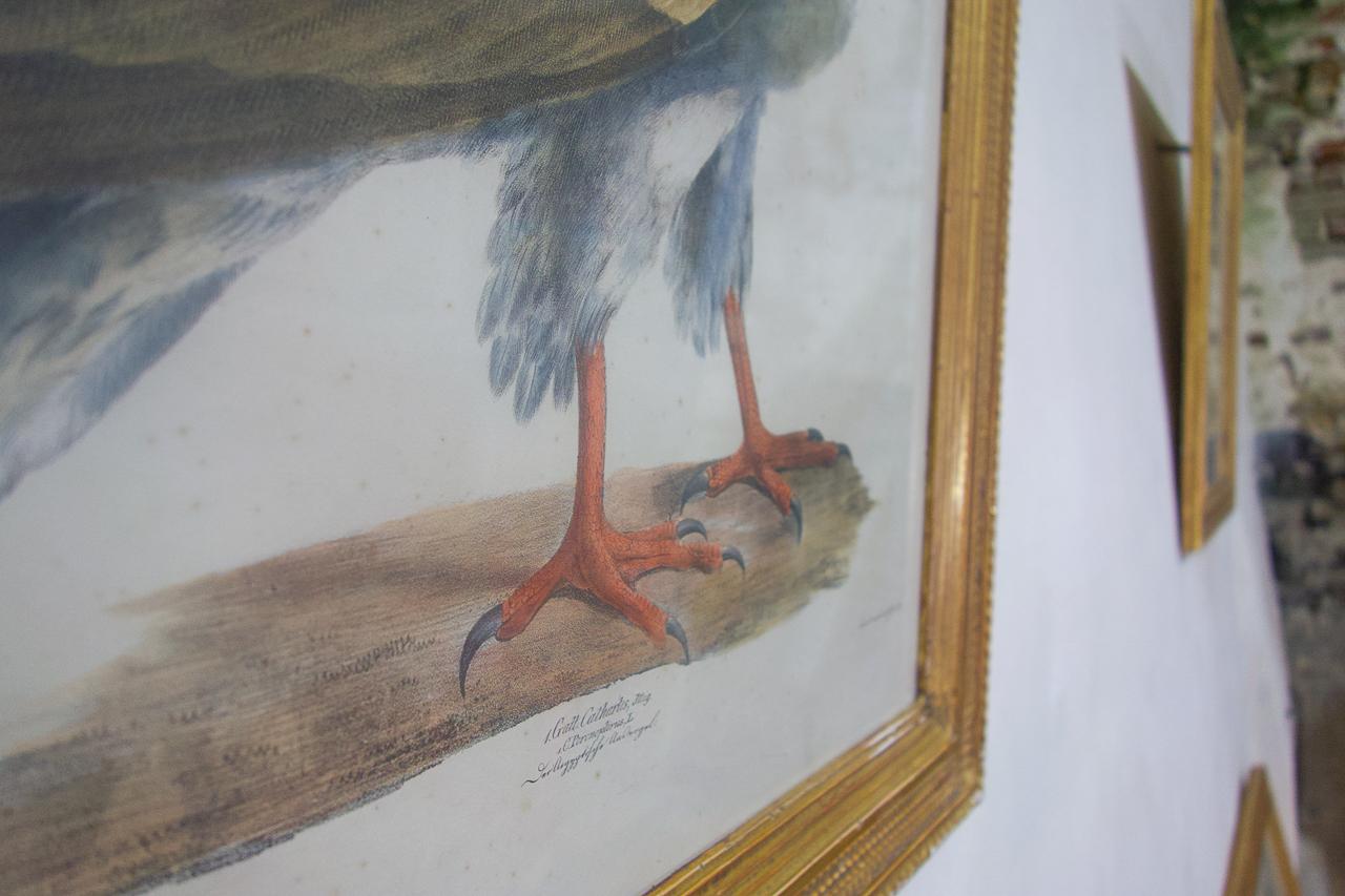 European Four 19th Century Gilt Framed Bird Lithographs 'The Naturalist Atlas' H. v. Hirt For Sale