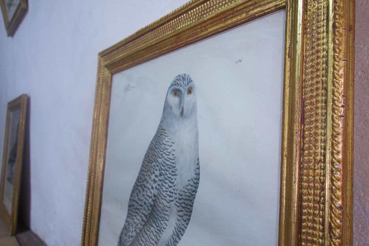 Painted Four 19th Century Gilt Framed Bird Lithographs 'The Naturalist Atlas' H. v. Hirt For Sale