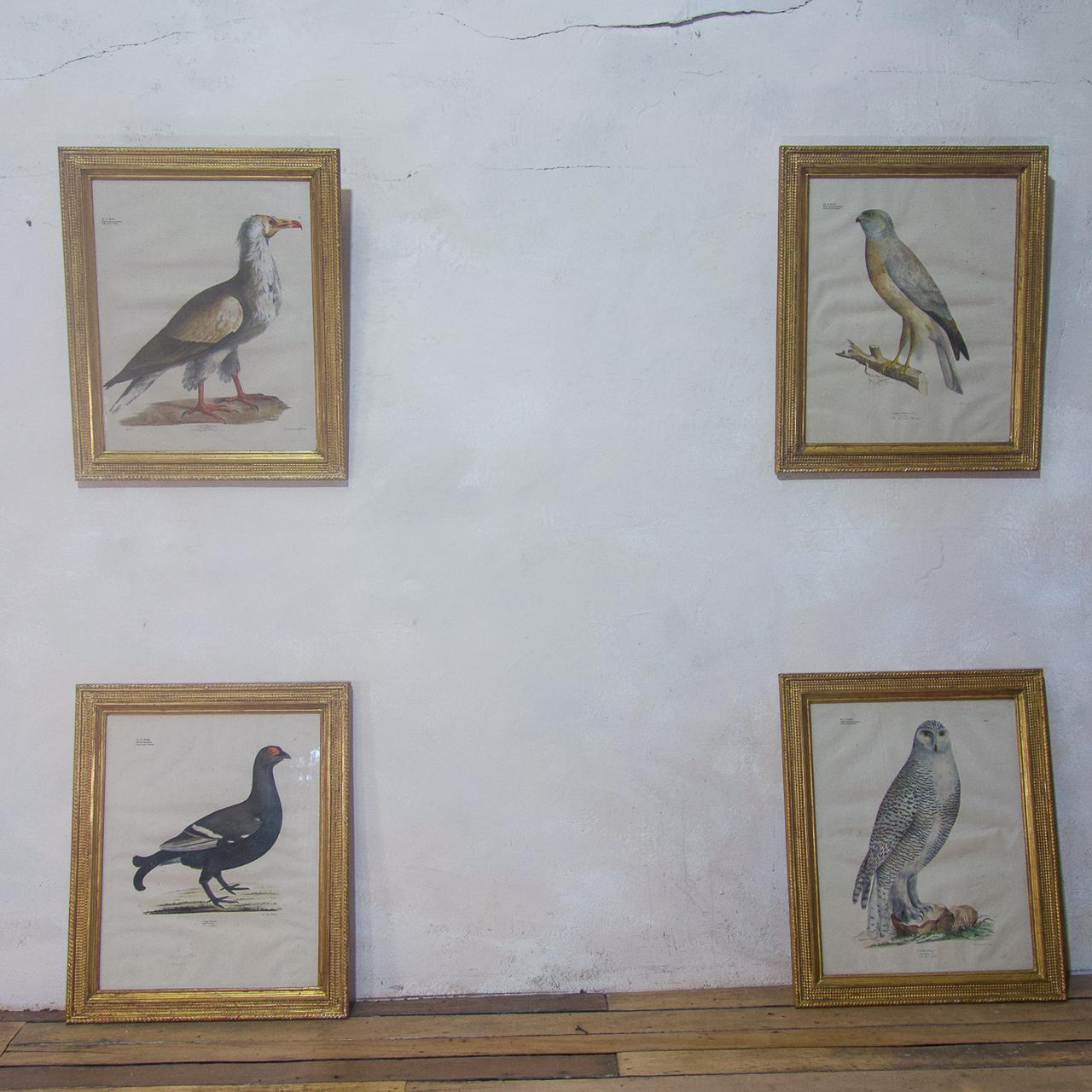 Four 19th Century Gilt Framed Bird Lithographs 'The Naturalist Atlas' H. v. Hirt For Sale 1