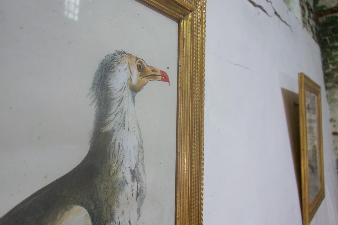 Four 19th Century Gilt Framed Bird Lithographs 'The Naturalist Atlas' H. v. Hirt For Sale 2