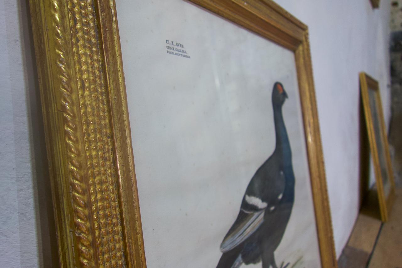Four 19th Century Gilt Framed Bird Lithographs 'The Naturalist Atlas' H. v. Hirt For Sale 3