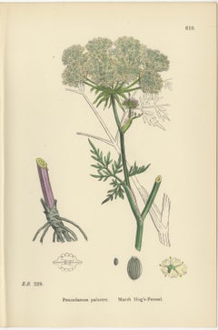 Four Antique English Botanical Herb Prints, Elegant Green Umbellifers – 1902