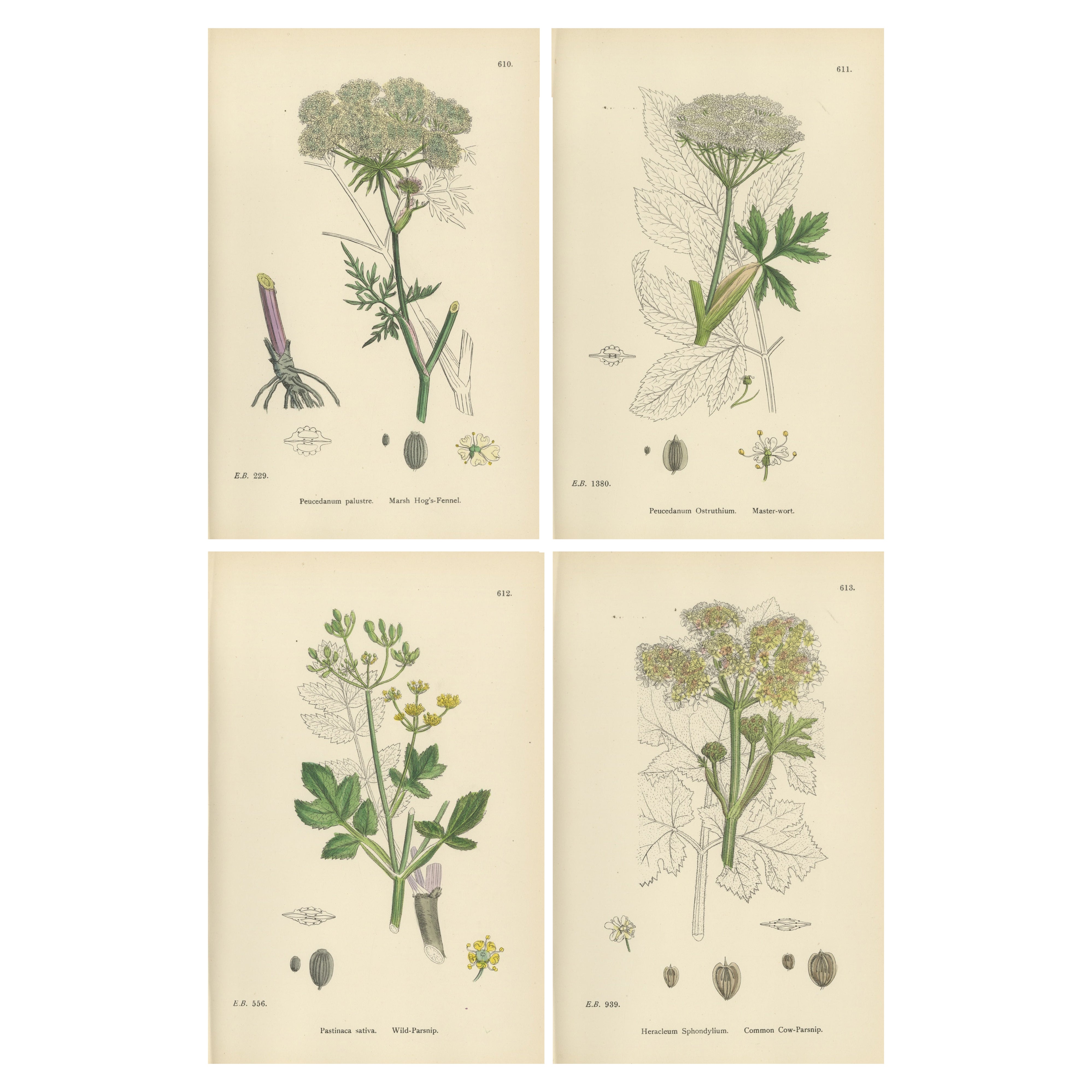 Four Antique English Botanical Herb Prints, Elegant Green Umbellifers – 1902