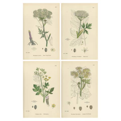 Four Antique English Botanical Herb Prints, Elegant Green Umbellifers – 1902