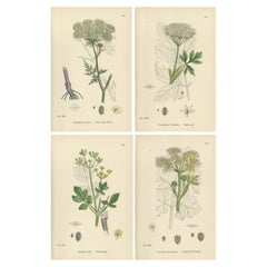 Four Antique English Botanical Herb Prints, Elegant Green Umbellifers – 1902