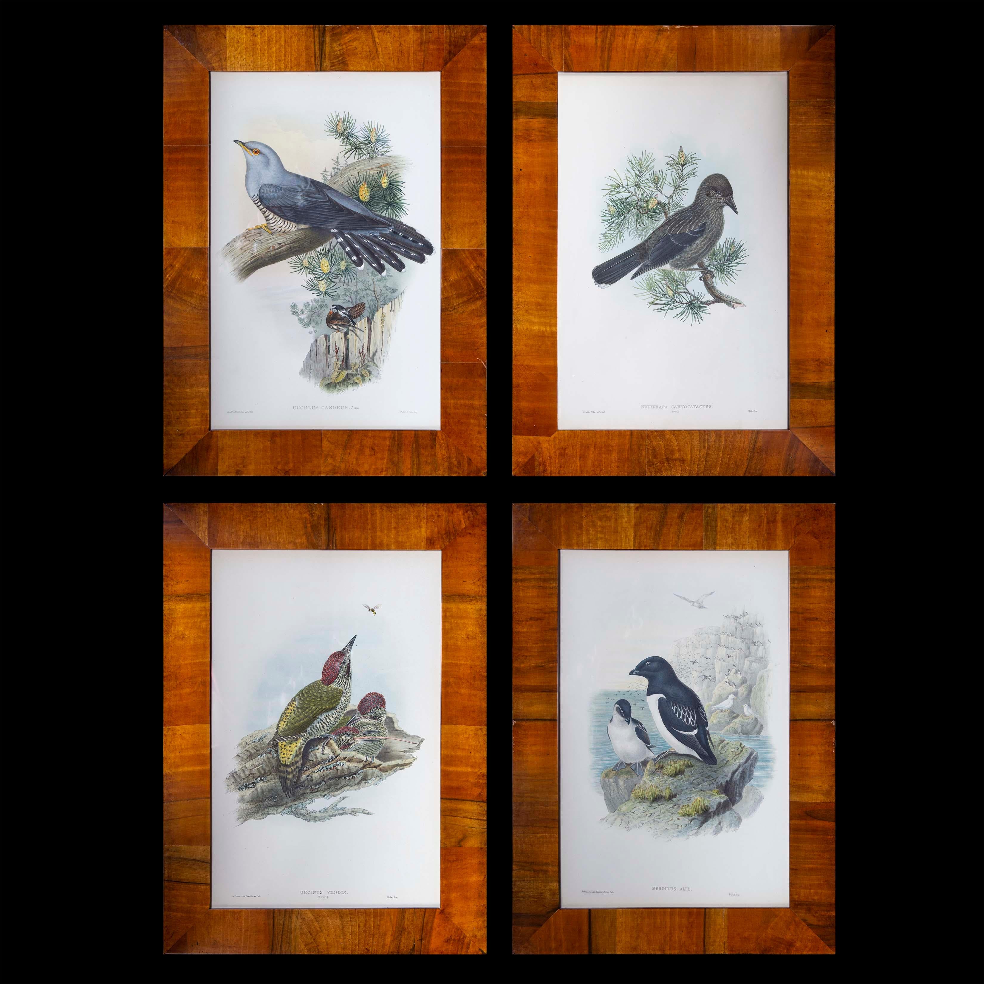 A set of four of exceptional quality 19th century hand-coloured lithographs, in beautiful early 20th century walnut frames

By John Gould (1804-1881), from The Birds of Great Britain, London: Taylor and Francis, 1862–1873

Why we like
