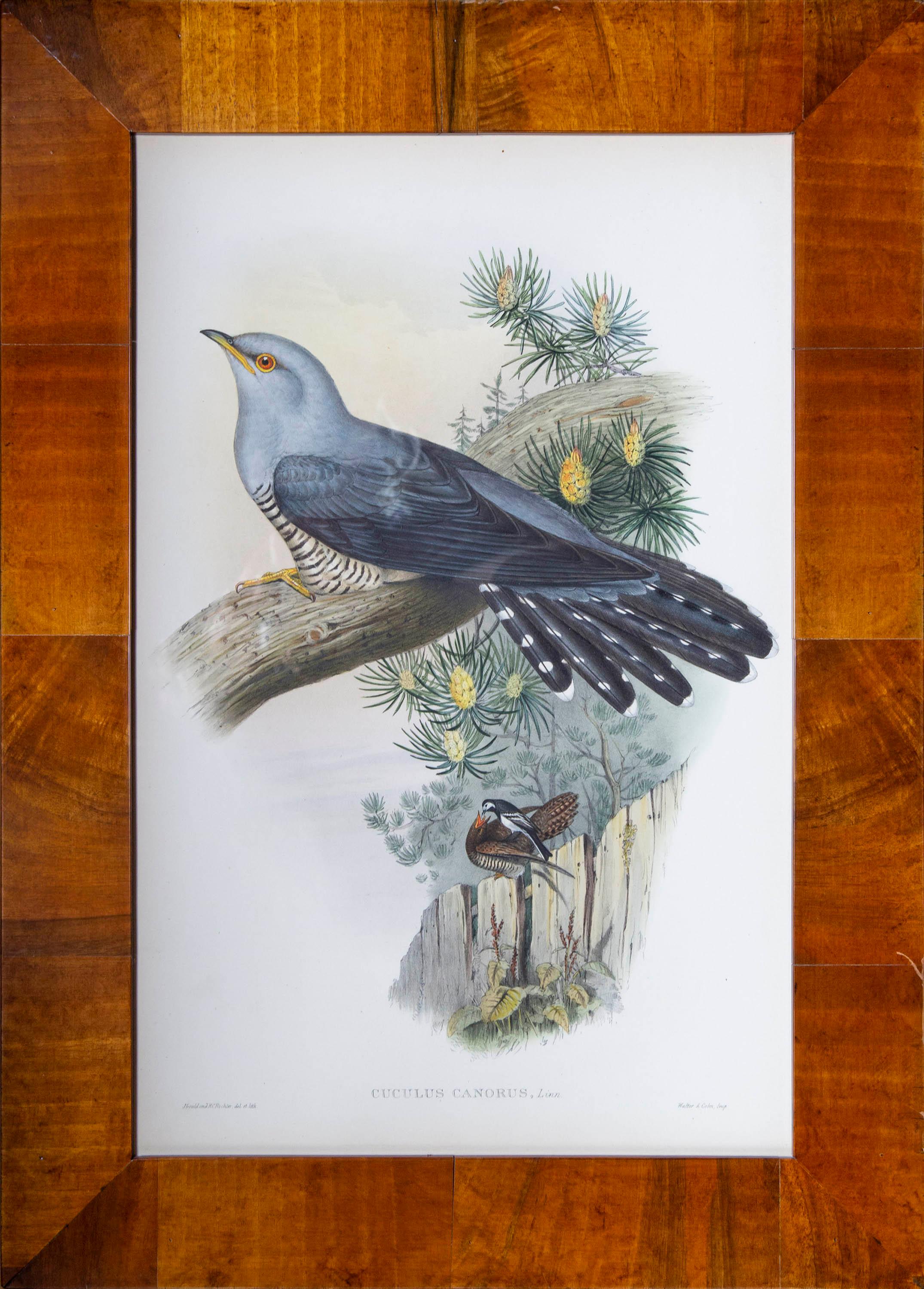 Victorien Quatre estampes ornithologiques anciennes de John Gould, Oiseaux de Grande-Bretagne en vente