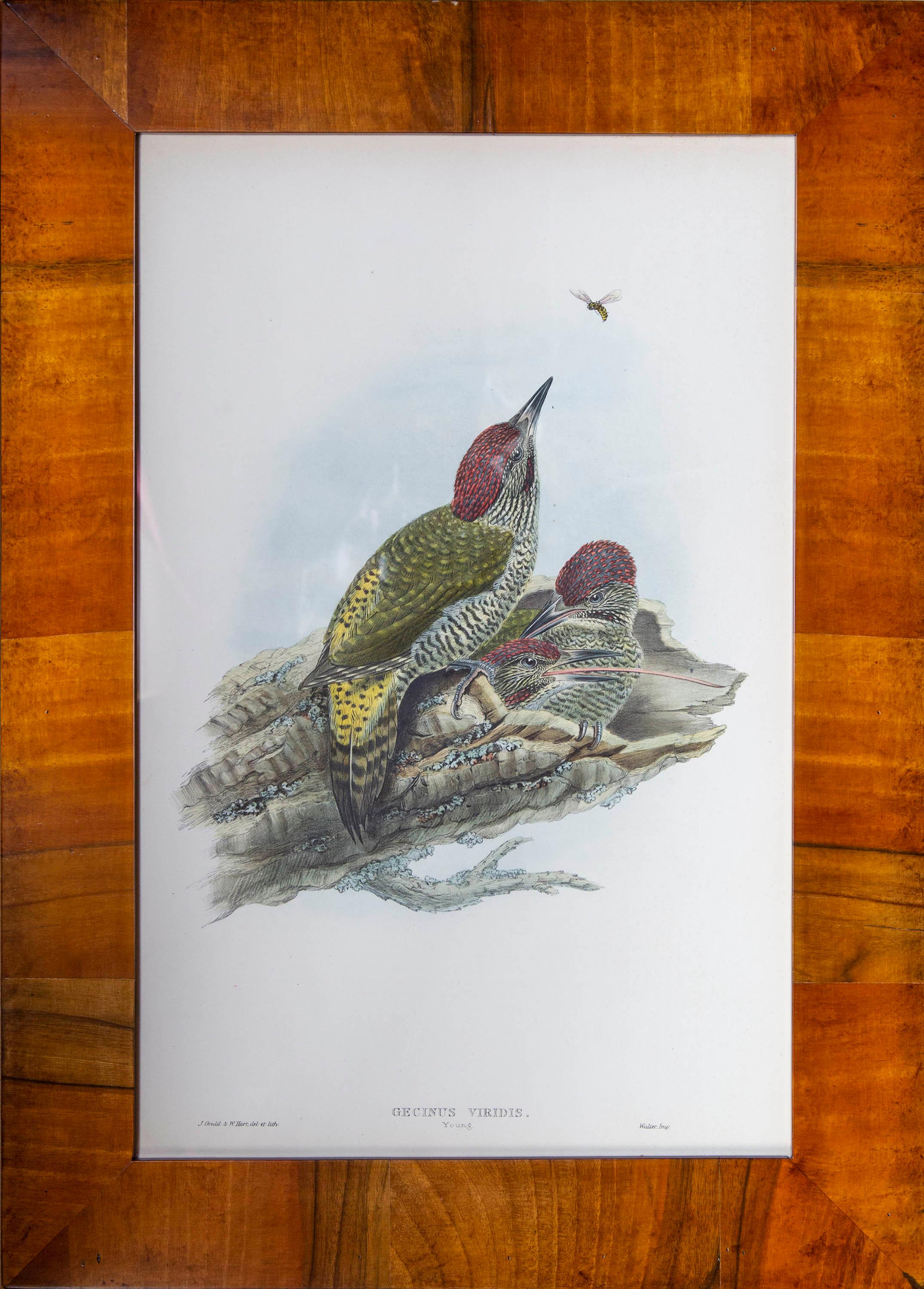 Anglais Quatre estampes ornithologiques anciennes de John Gould, Oiseaux de Grande-Bretagne en vente