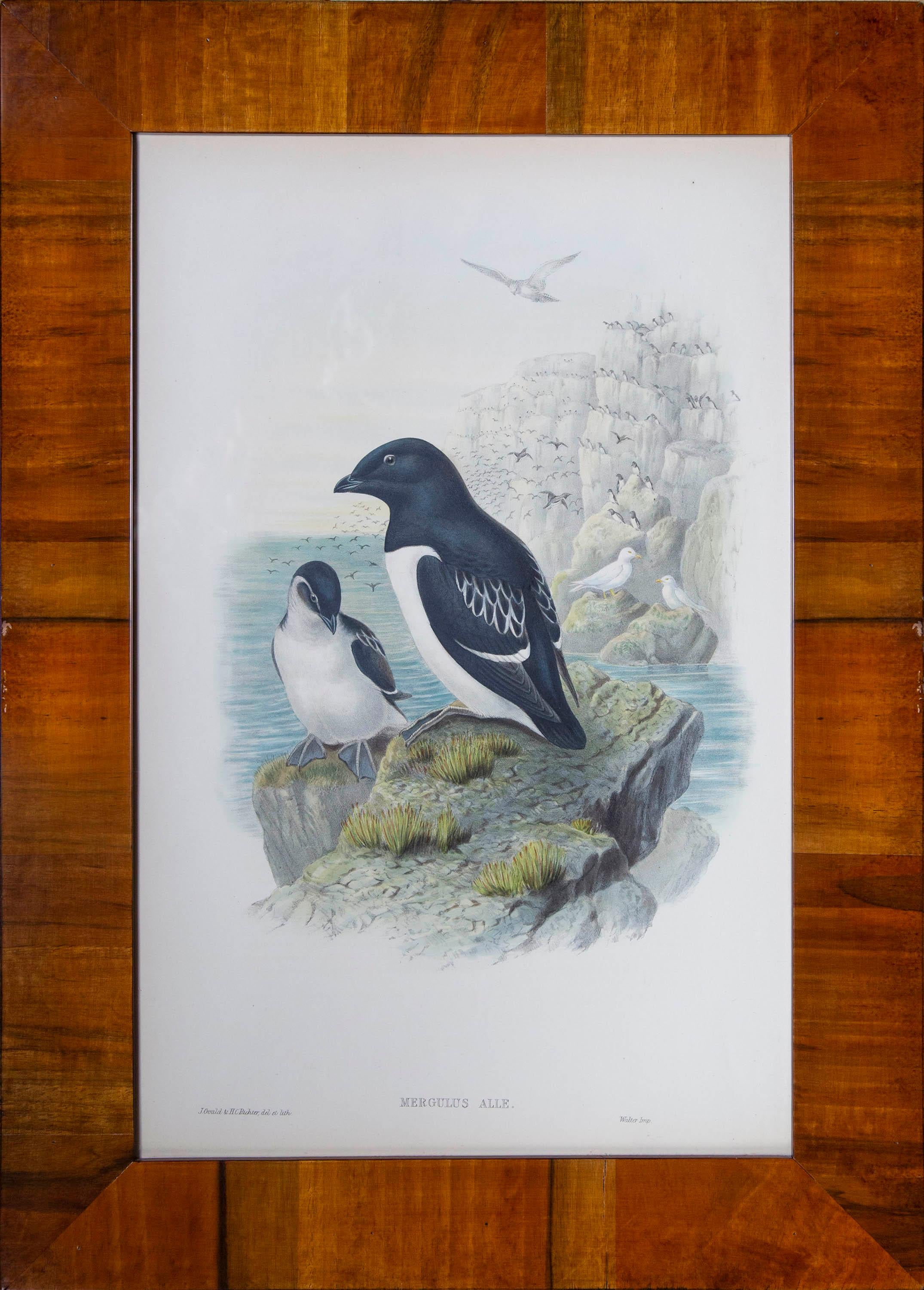 Buriné Quatre estampes ornithologiques anciennes de John Gould, Oiseaux de Grande-Bretagne en vente