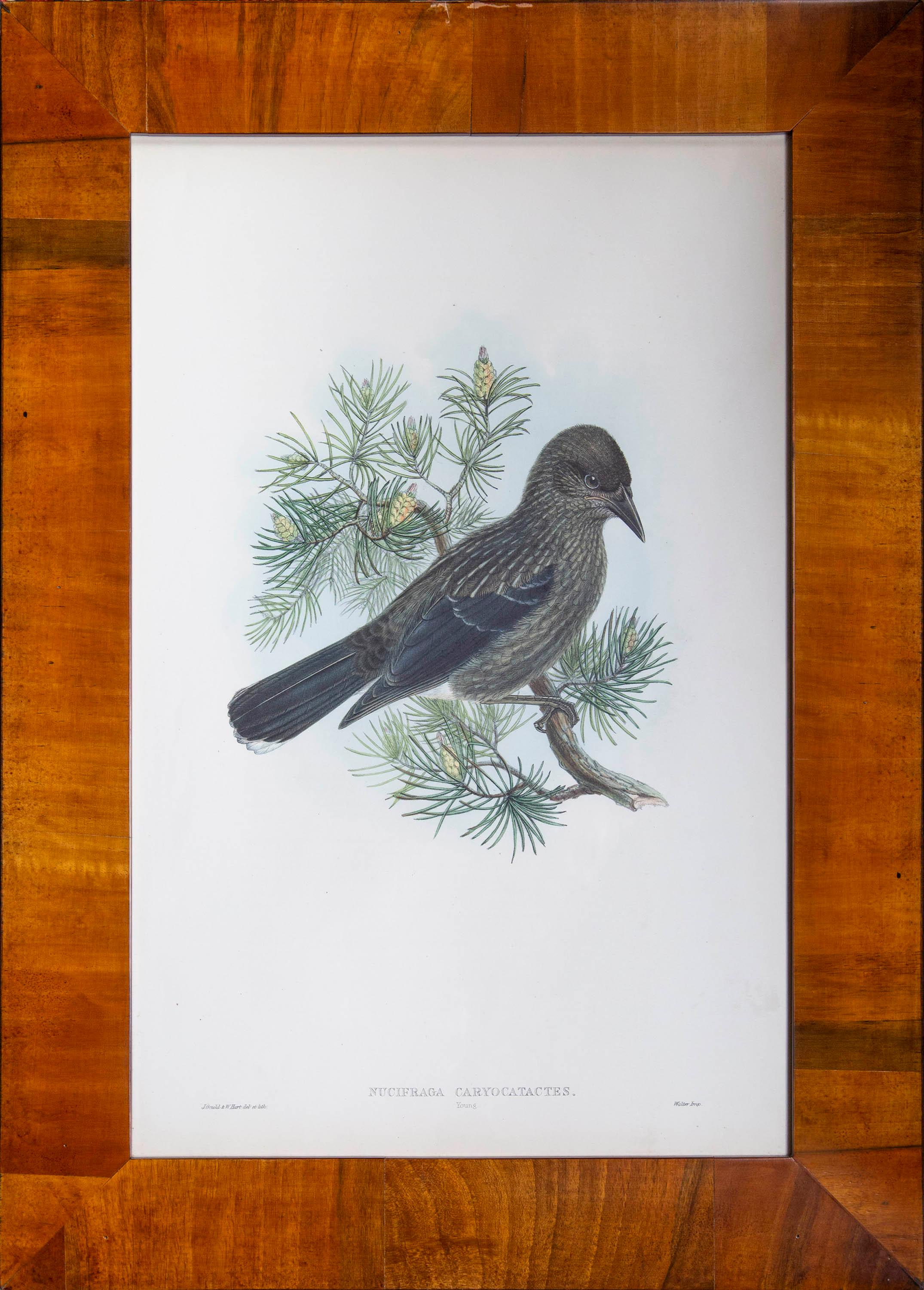 Etched Four Antique Ornithological Prints by John Gould, Birds of Great Britain For Sale