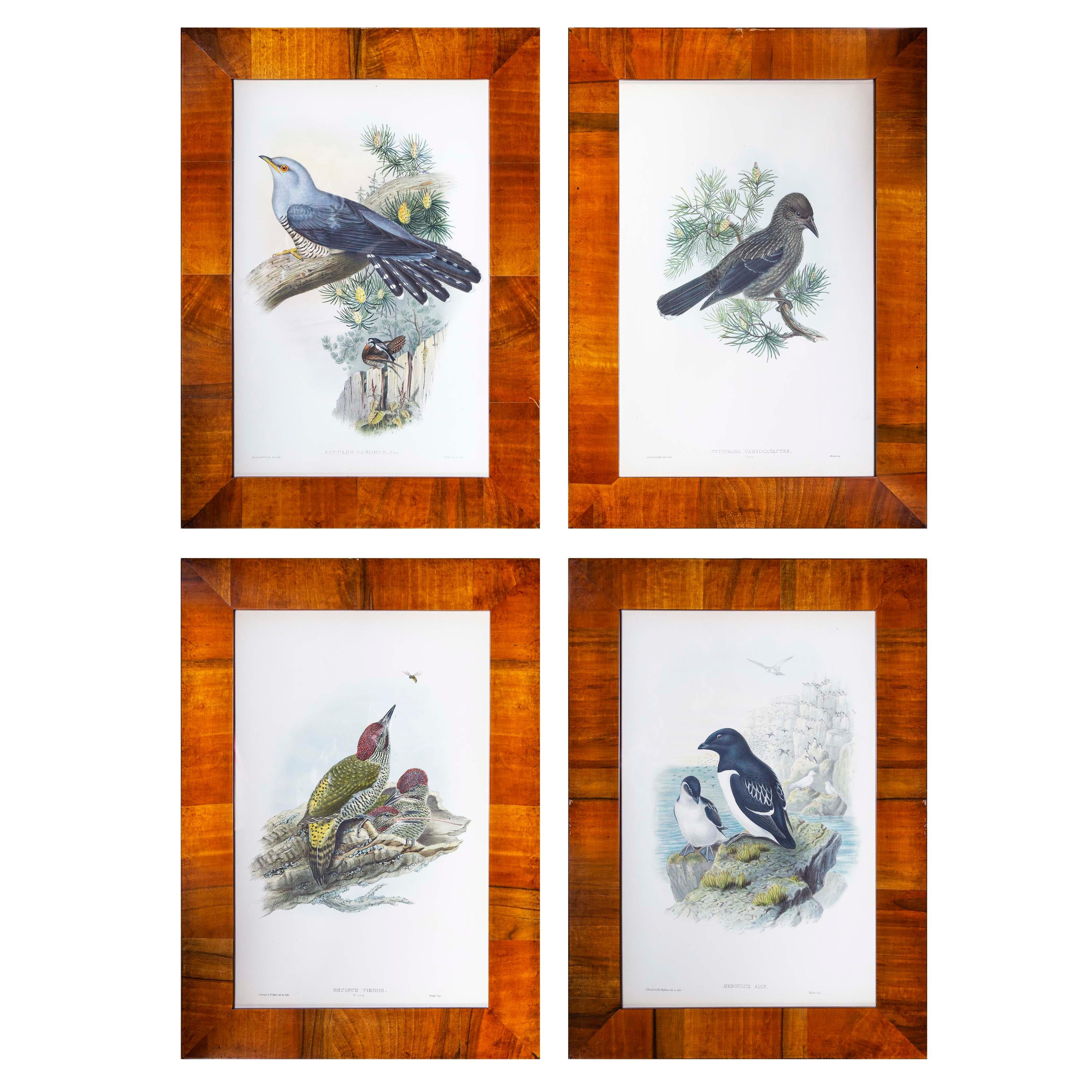 XIXe siècle Quatre estampes ornithologiques anciennes de John Gould, Oiseaux de Grande-Bretagne en vente