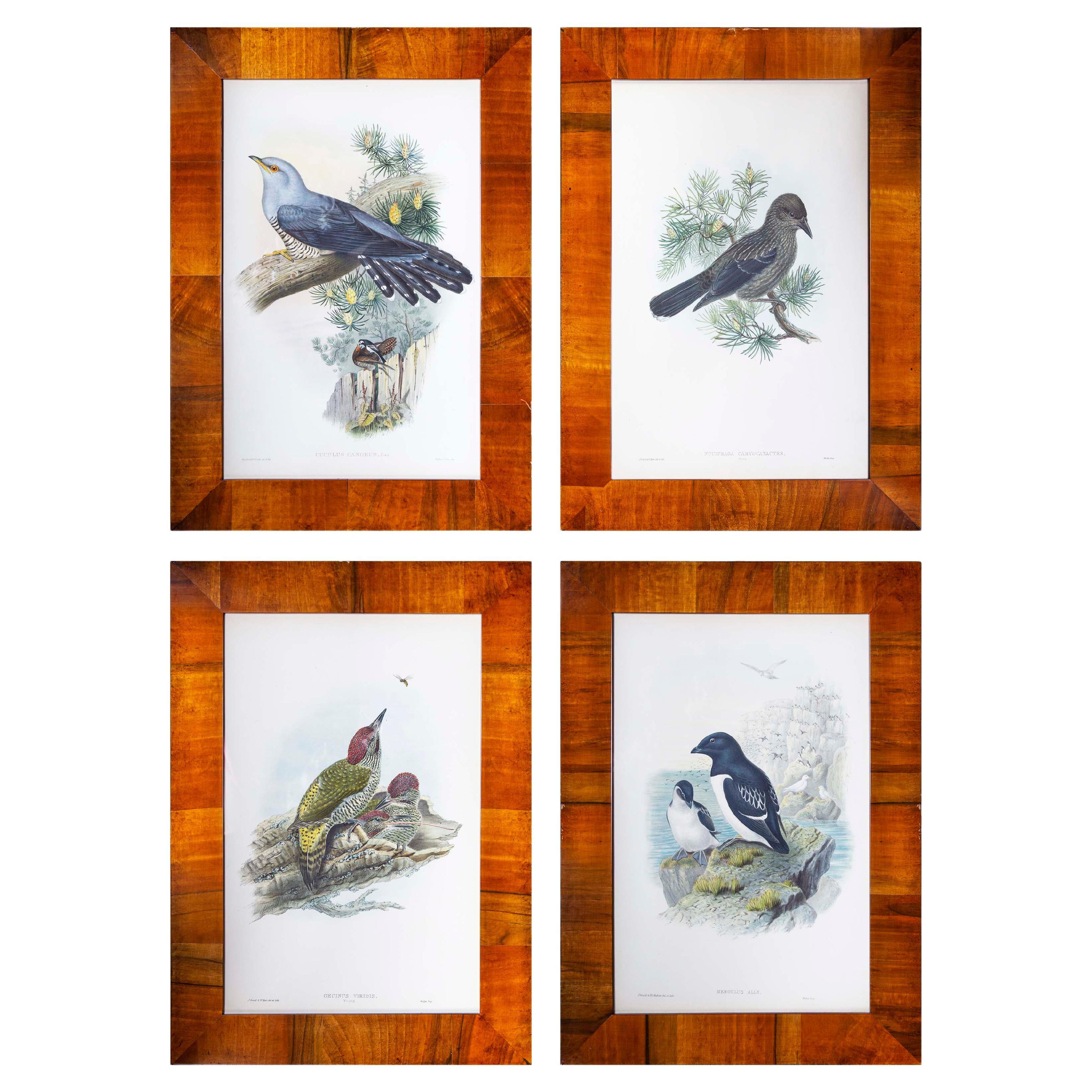 Quatre estampes ornithologiques anciennes de John Gould, Oiseaux de Grande-Bretagne