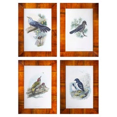 Quatre estampes ornithologiques anciennes de John Gould, Oiseaux de Grande-Bretagne