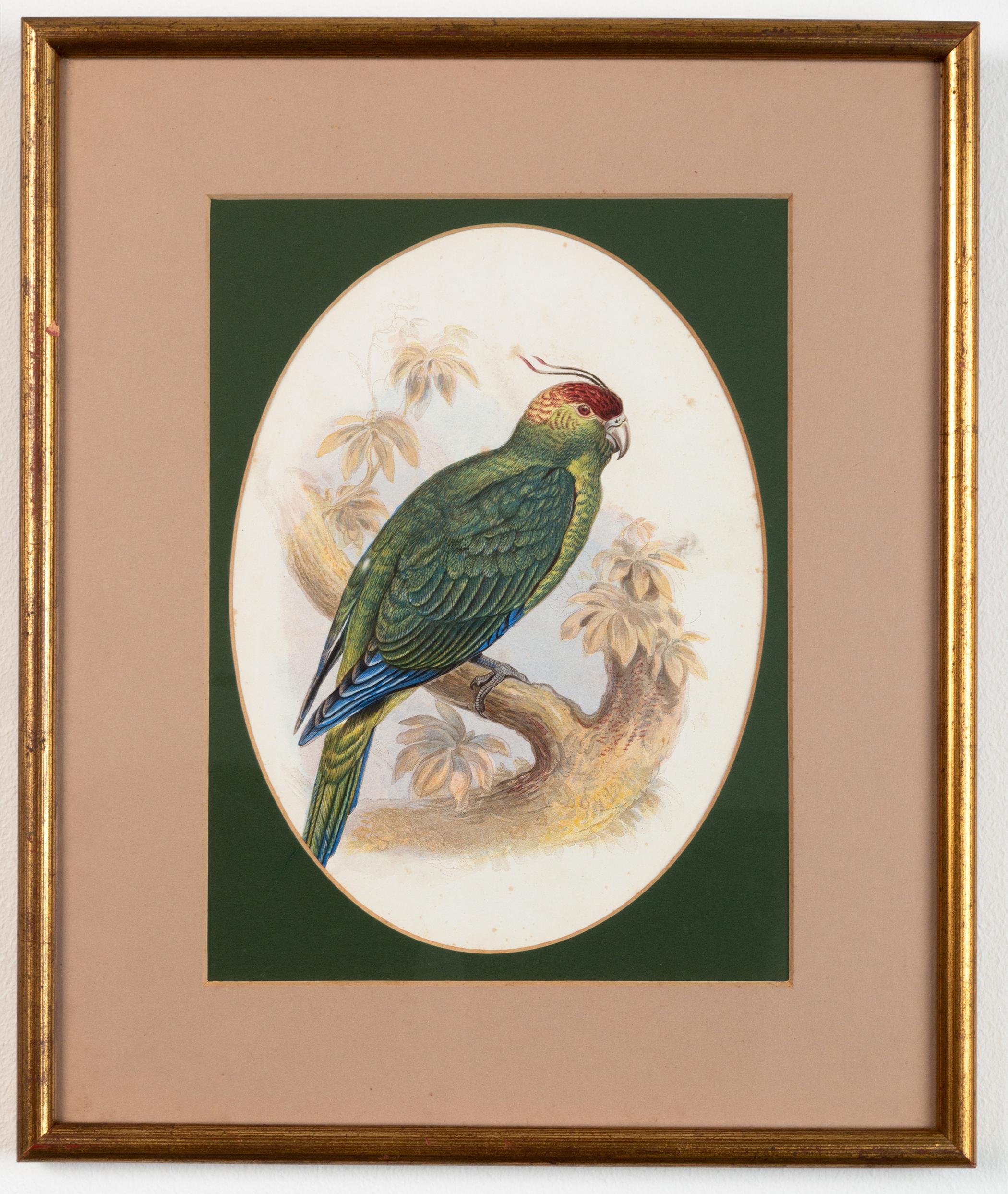 English Four Antique Victorian Ornithological Prints by John Gould England, C.1875 For Sale