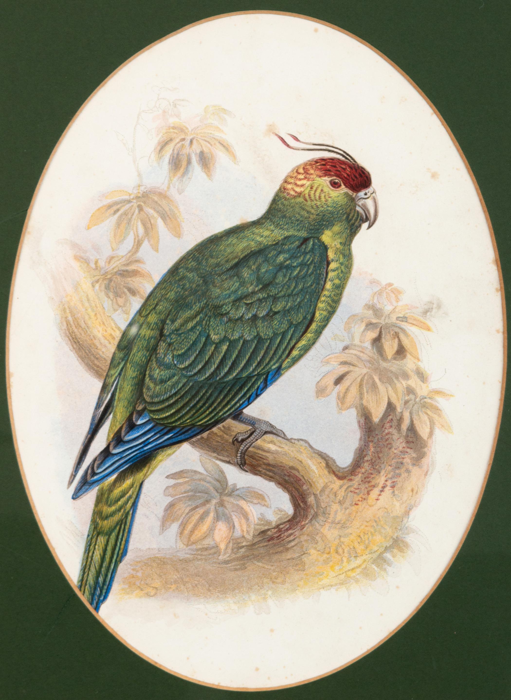 Etched Four Antique Victorian Ornithological Prints by John Gould England, C.1875 For Sale